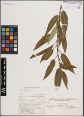Foto von Salix fragilis L.